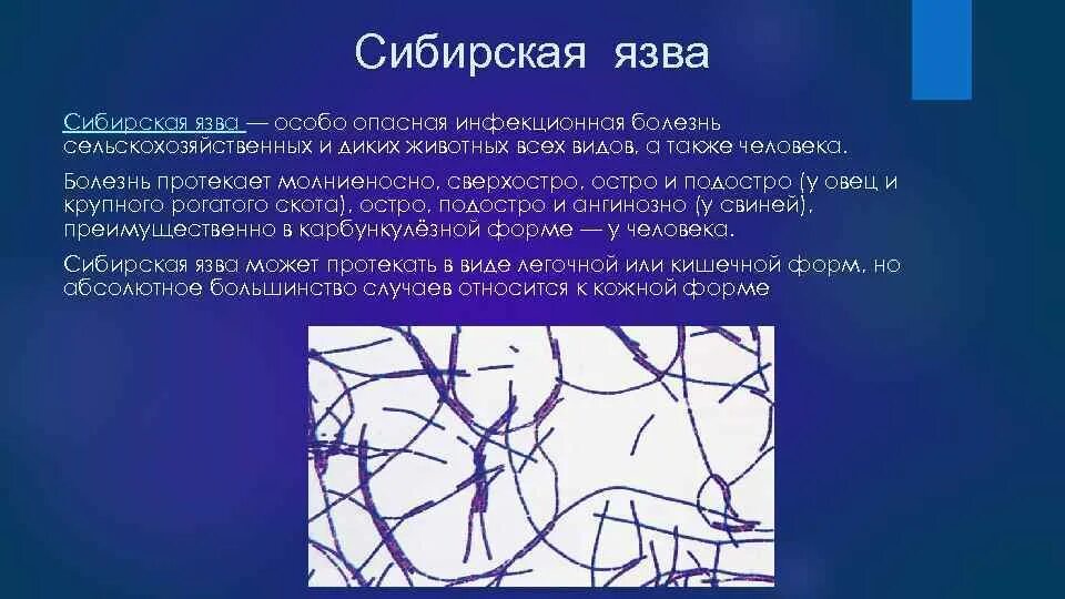 Сибирская язва презентация. Возбудитель сибирской язвы профилактика. Сибирская язва животных презентация.