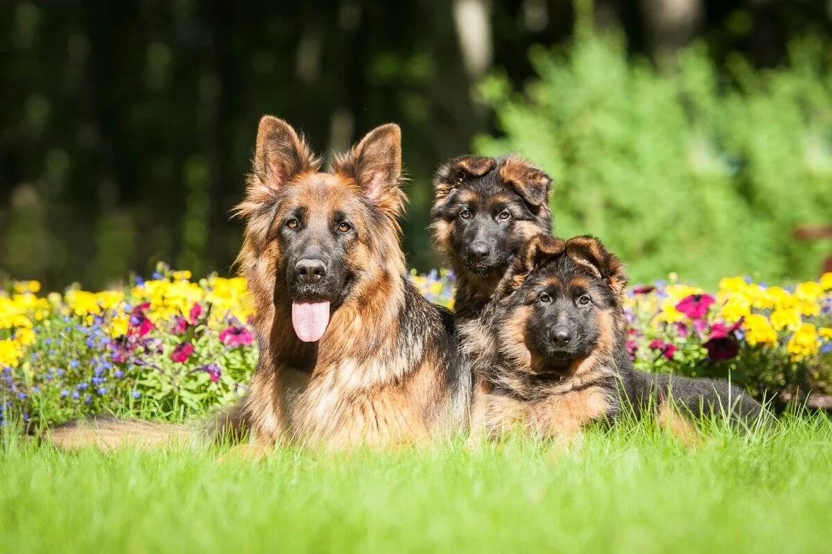 Pin on ❀...A Moorlands Cottage Black german shepherd, German shepherd dogs, Shep