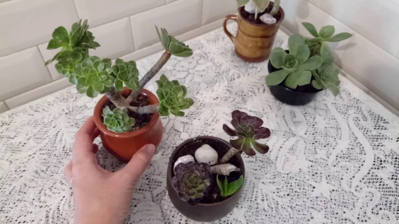 Как пересадить каменную розу
