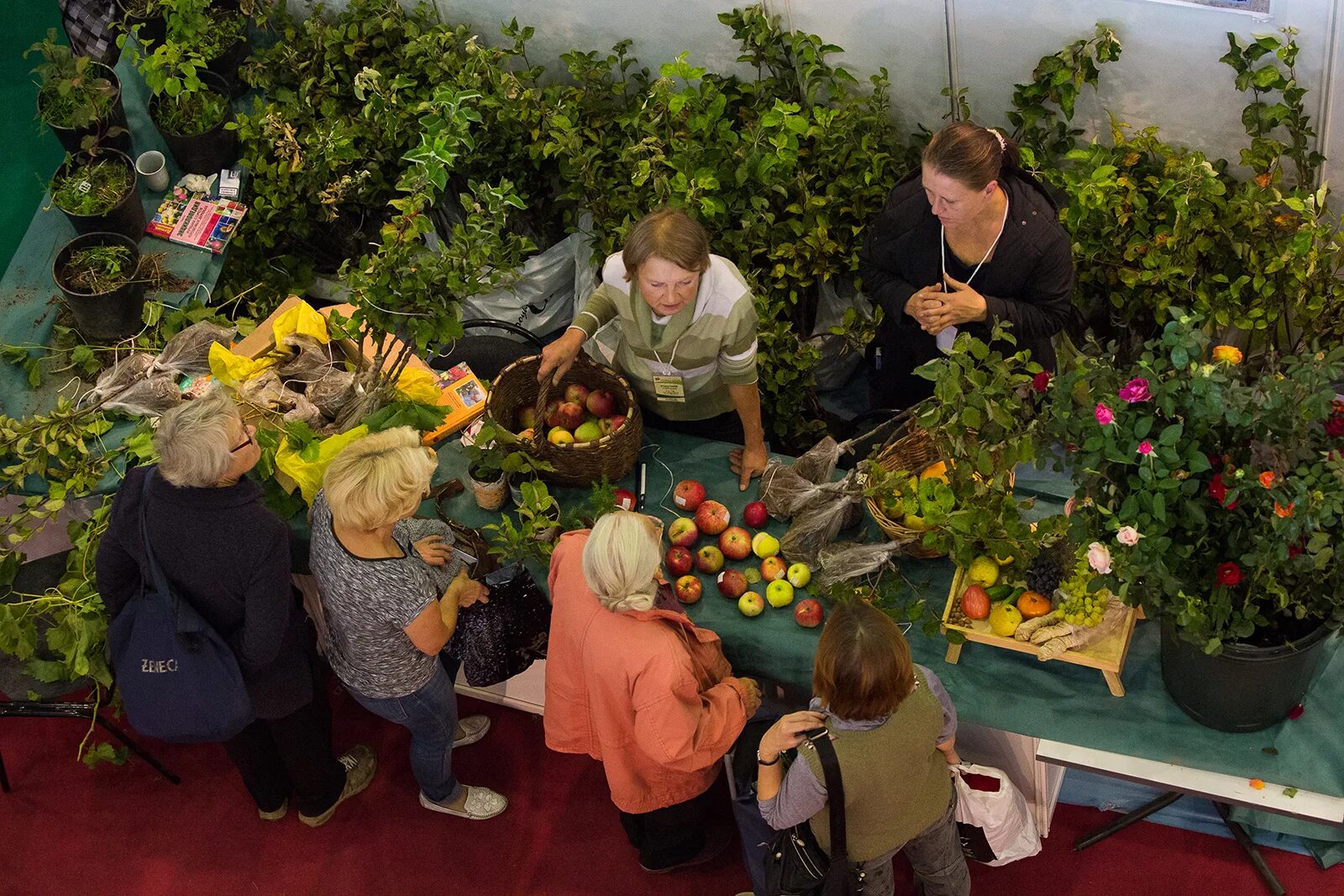 Выставки «обнови свой сад». Ярмарка саженцев. Дача выставка. Вднх выставка цветов 2021. Вднх ярмарка сад огород.