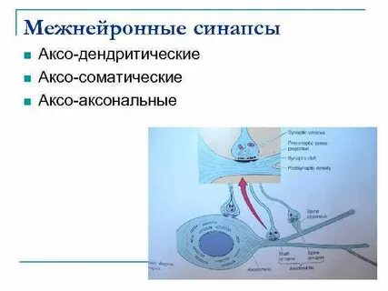 Установите соответствие виды синапсов нейрон нейронный