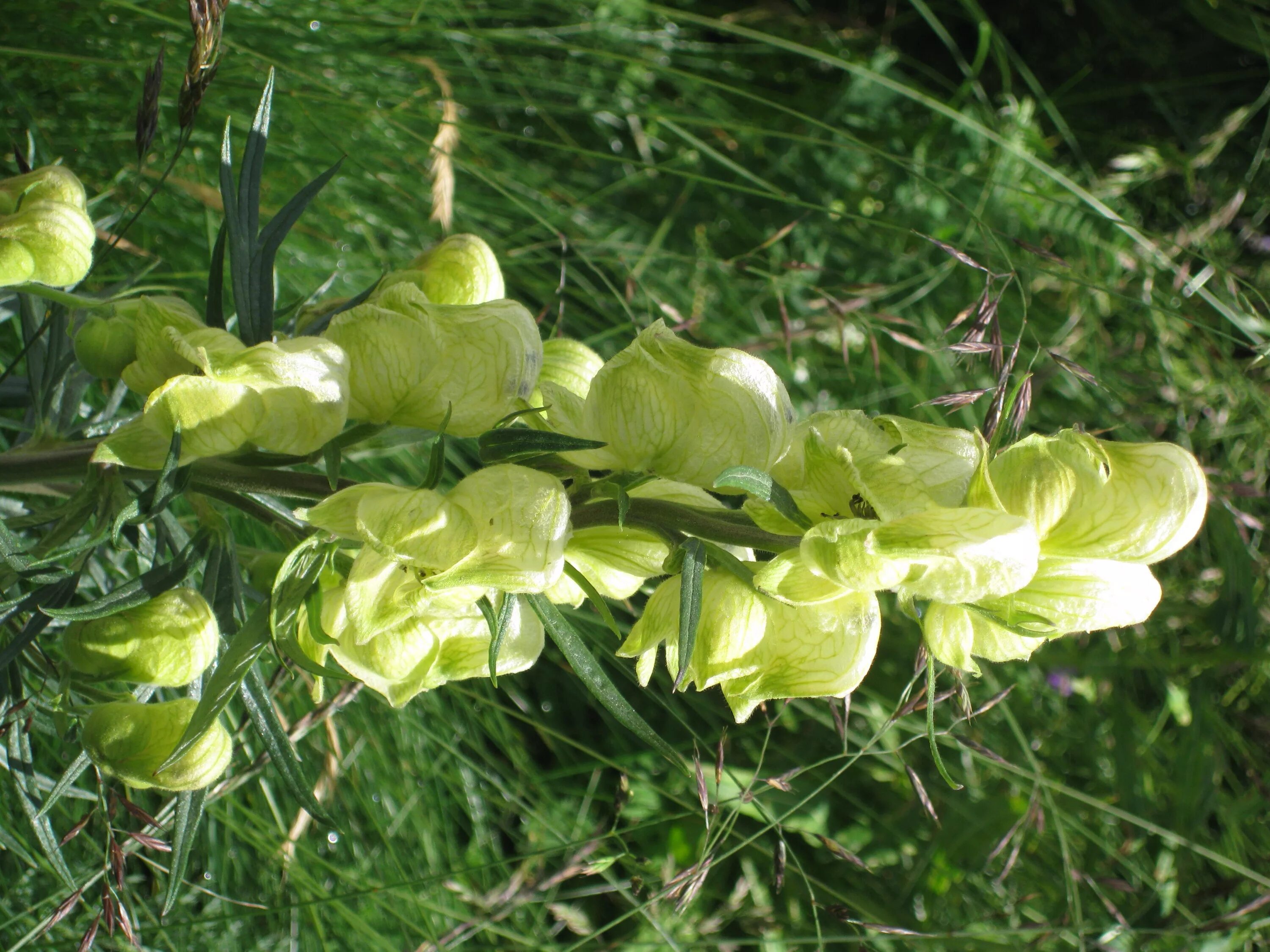 Аконит противоядный. Аконит кармихеля. Аконит кармихеля. Волчий аконит цветок. Волчий аконит.