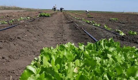 На поле изображено плодоовощное хозяйство