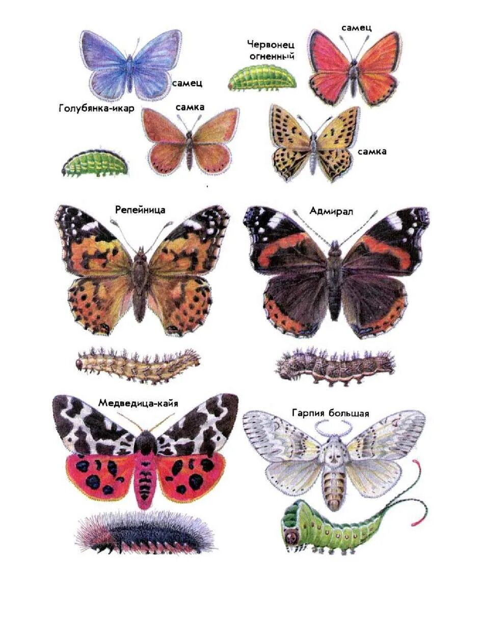 Название бабочек. Разные виды бабочек. Название разных бабочек. Какие есть бабочки название.