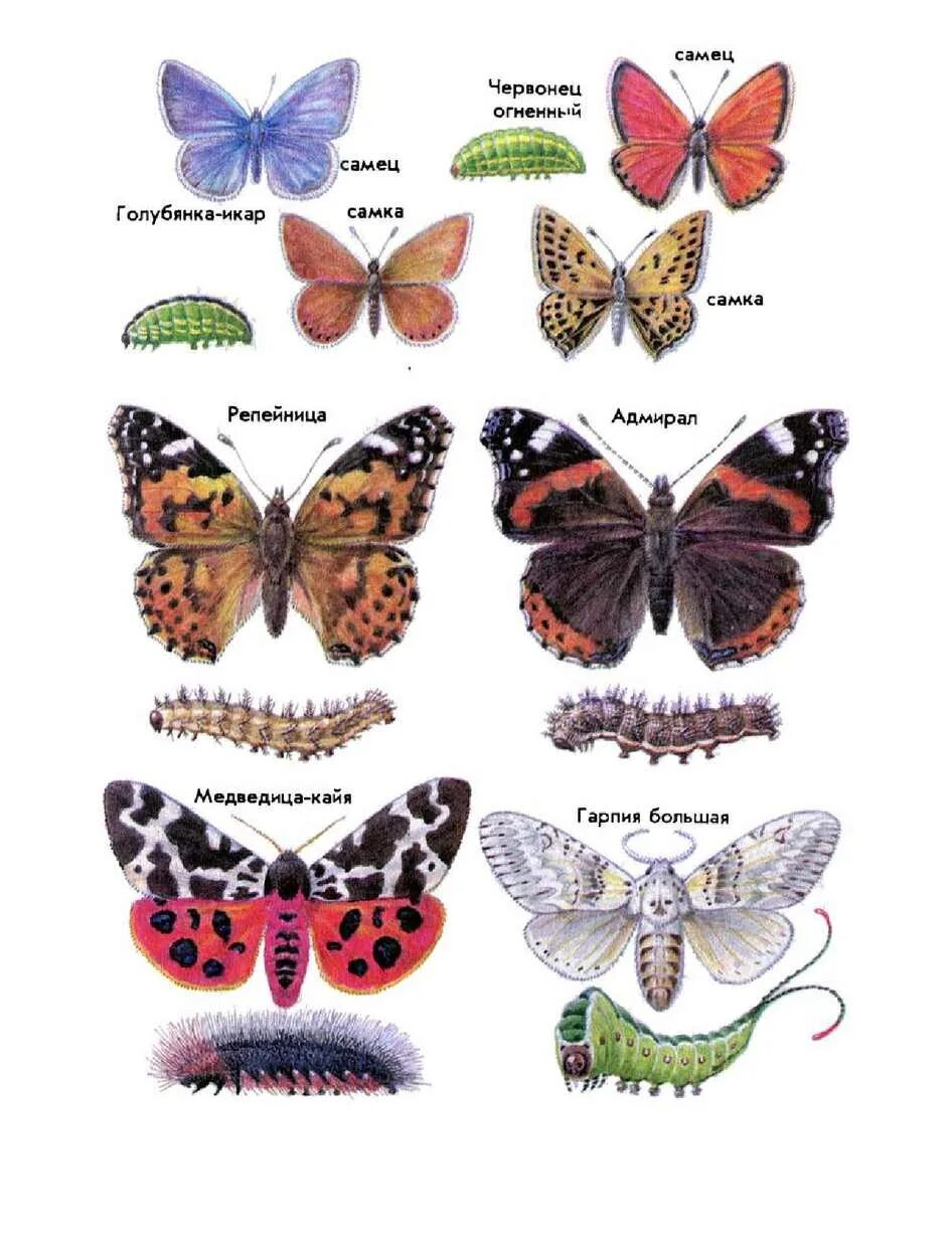 Как называется где бабочки. Название бабочек. Разные виды бабочек. Название разных бабочек. Какие есть бабочки название.
