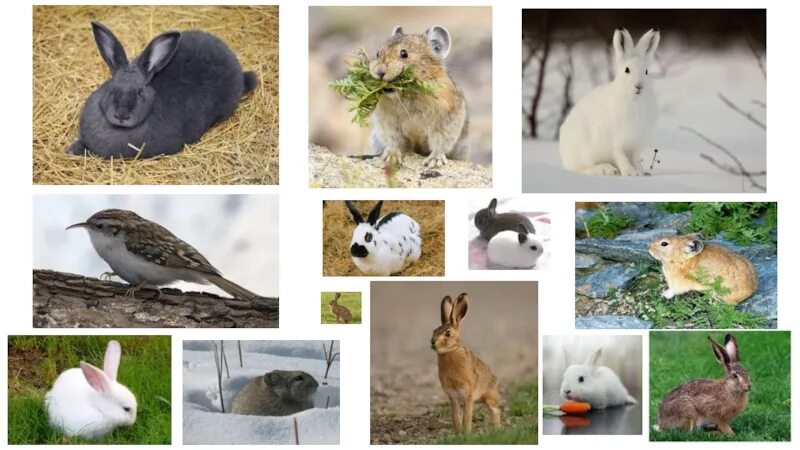 К какому отряду относится кролик. Отряд зайцеобразные кролики. Зайцеобразные млекопитающие. Отряд зайцеобразные семейство заячьи. Зайцеобразные млекопитающие представители.
