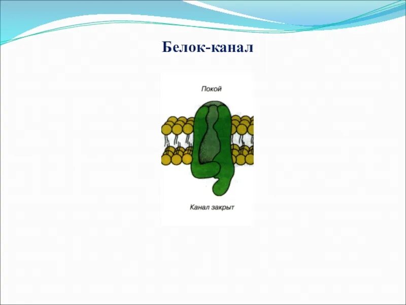 Белки каналы и белки переносчики. Каналообразующие белки. Белки каналы и белки переносчики. Белки каналы и белки переносчики. Облегченная диффузия механизм транспорта.