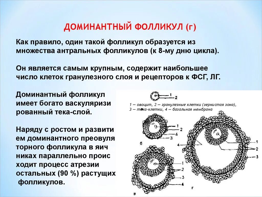 Какого размера должны быть фолликулы. Строение доминантного фолликула. Доминирующий фолликул 19 мм. Фолликул доминантный фолликул. Строение зрелого фолликула.