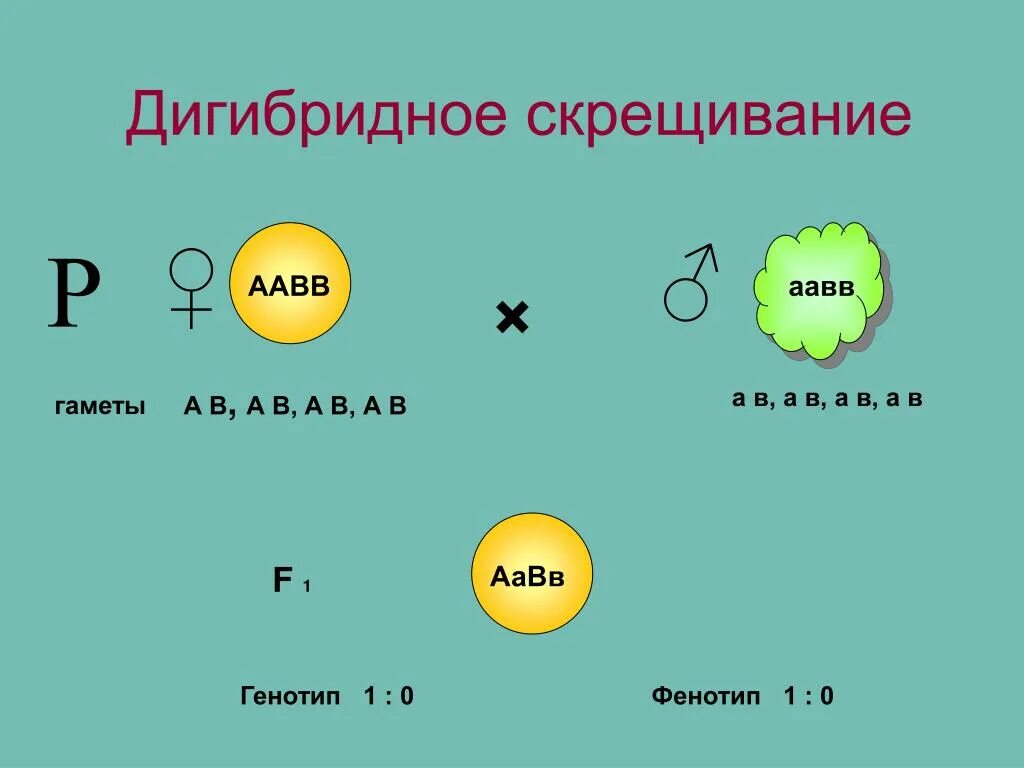 Аавв полное доминирование. Дигибридное скрещивание схема. Моногибридное и дигибридное скрещивание. Моногибридное скрещивание и дигибридное скрещивание. Схема дигибридного скрещивания по Менделю.