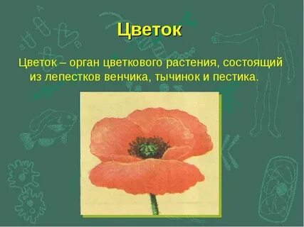 Да это цветок