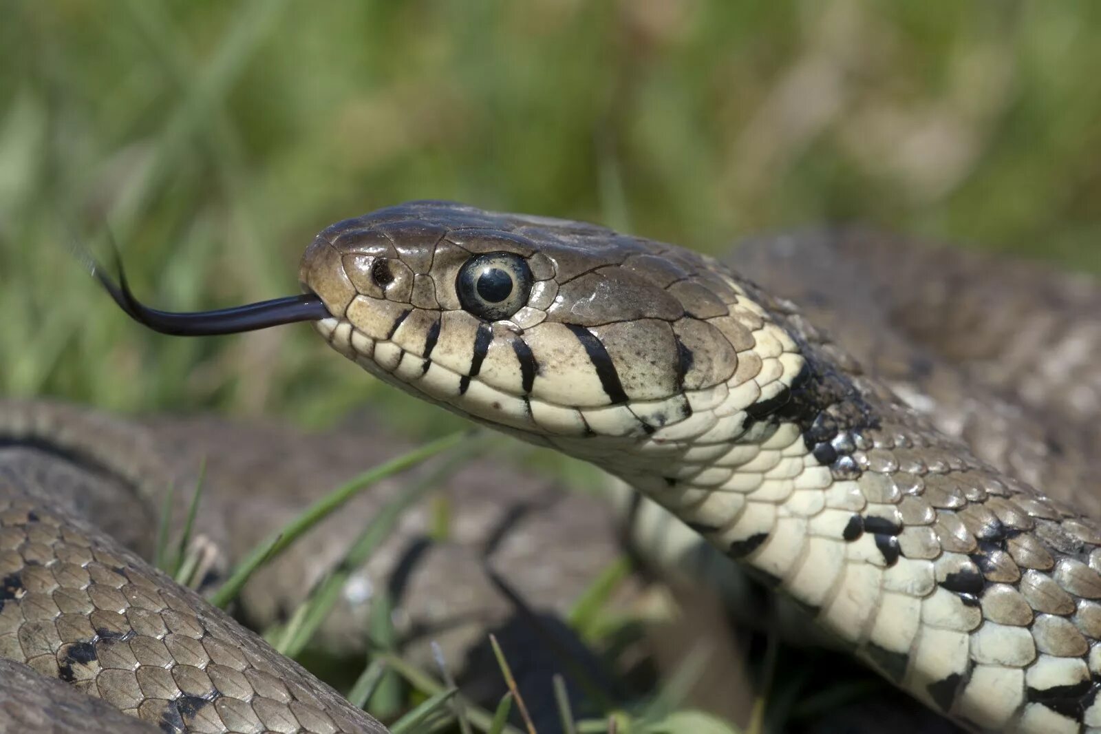 Grass snake. Обыкновенный уж Natrix Natrix. Обыкновенный уж Ужеобразные. Natrix mlynarskii. Змейка слепень.