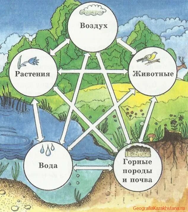Биосфера с другими оболочками земли. Взаимосвязи в биосфере. взаимосвязь всех оболочек земли. схема взаимосвязи оболочек земли. схема связь биосферы.