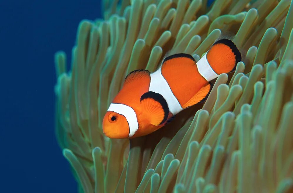 Оранжевый амфиприон. Оранжевый амфиприон немо. Clownfish. Clownfish. Оранжевый амфиприон немо.