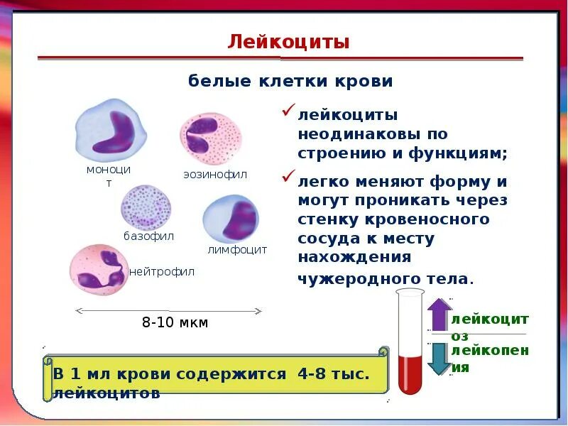 Сколько клеток крови. Лейкоциты форма строение функции. Строение разных видов лейкоцитов. Строение лейкоцитов человека схема. Строение лейкоцитов животных.