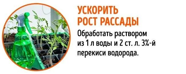Сколько добавить перекиси водорода для полива рассады
