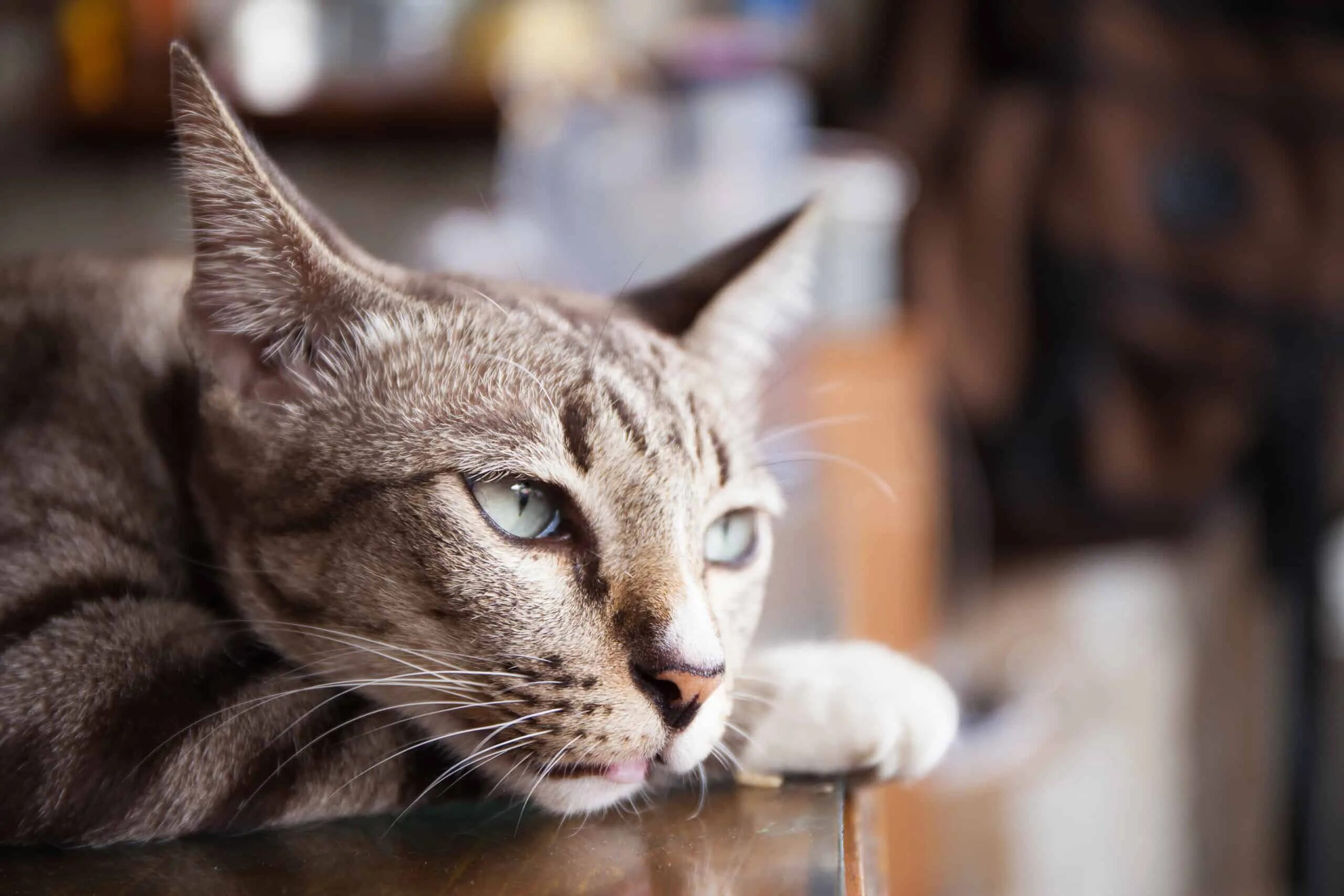Bored cat. Boreal cat. boring cat.