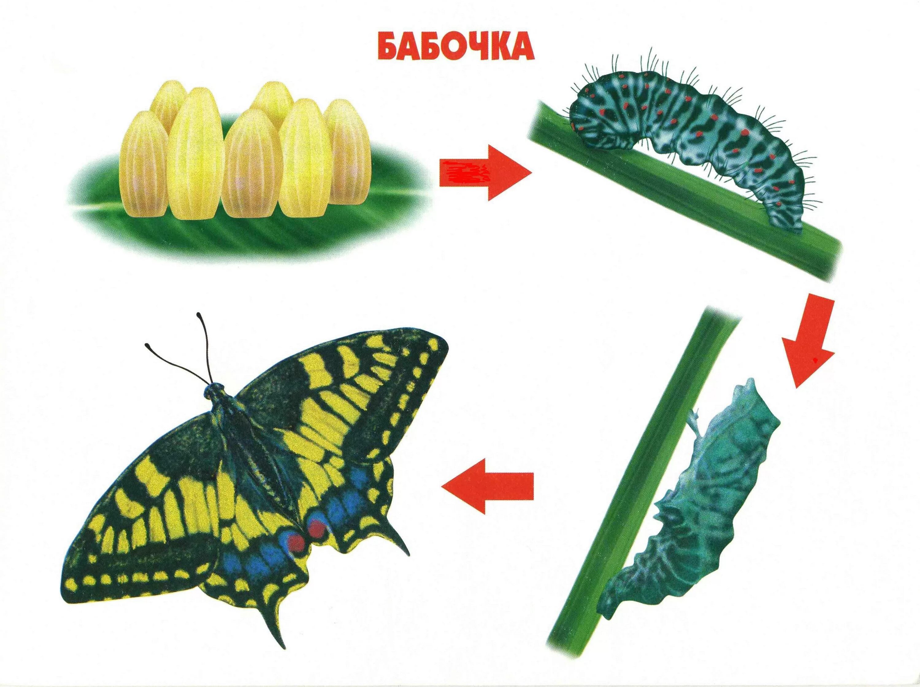 Яйцо личинка бабочка стадия развития. Жизненный цикл бабочки капустницы. Жизненный цикл бабочки яйцо. Жизненный цикл превращения бабочки.