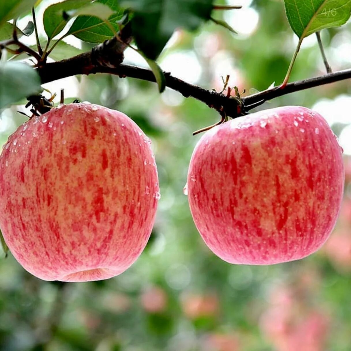 Яблоки фуджи фото и описание. Сорт яблок Фуджи. Фуджи (сорт яблони). Саженцы яблони Фуджи. Фуджи (сорт яблони) сорта яблони.