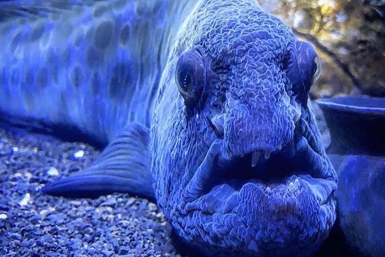 Рыба с собачьей мордой. Рыба собачка черноморская. Щучья морская собачка. Сон рыба собака. Сон рыба собака.