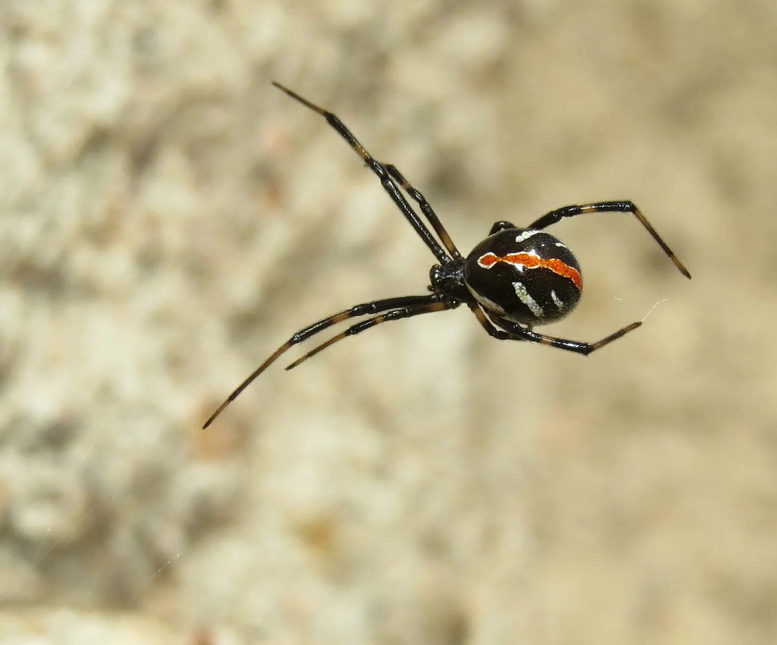 Скорпион каракурт. Жук Каракурт. Latrodectus Hesperus. Жук черная вдова. Черная вдова паук.