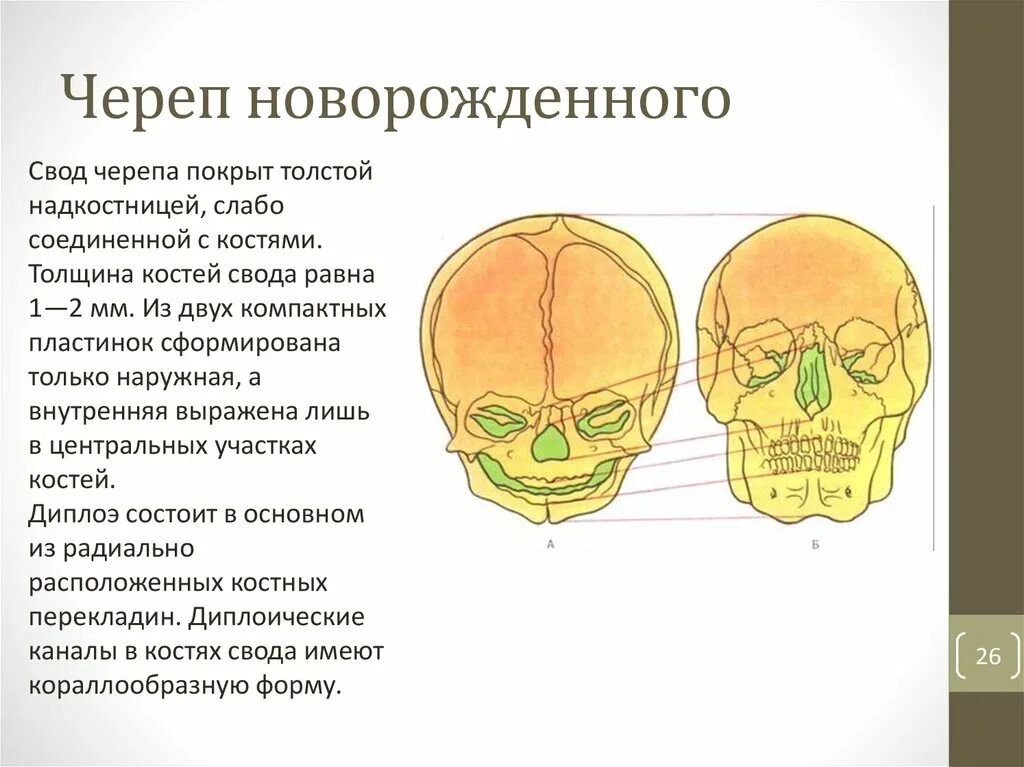 Черепная аномалия. Возрастная анатомия черепа. Череп новорожденного анатомия. Строение черепа новорожденного. Строение свода черепа новорожденного.