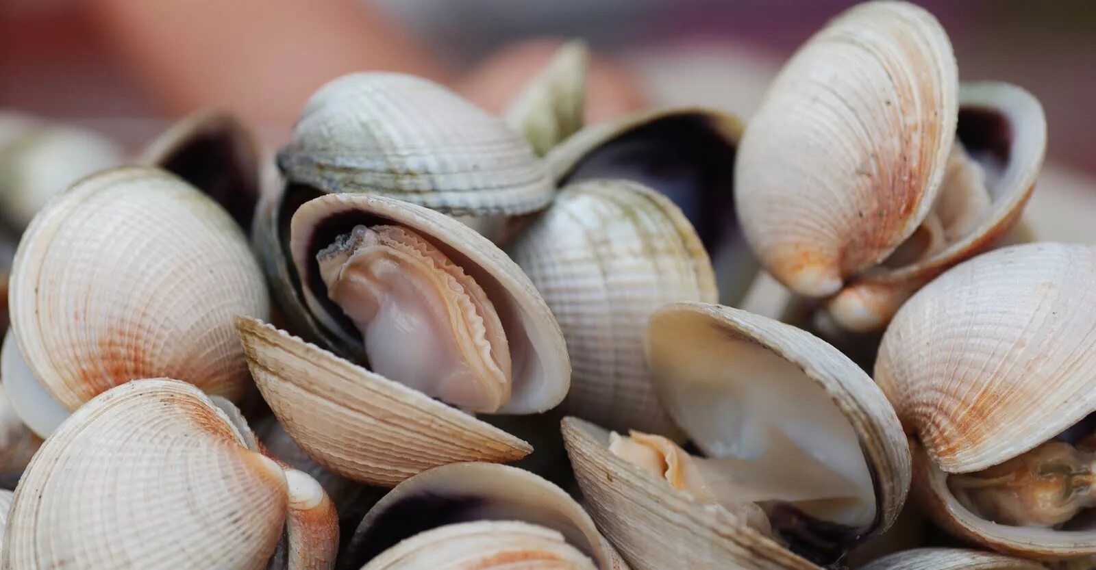 ракушка моллюска двустворчатого. двустворчатые створки. беззубка моллюск. двустворчатые створки. жемчужница речная обыкновенная.