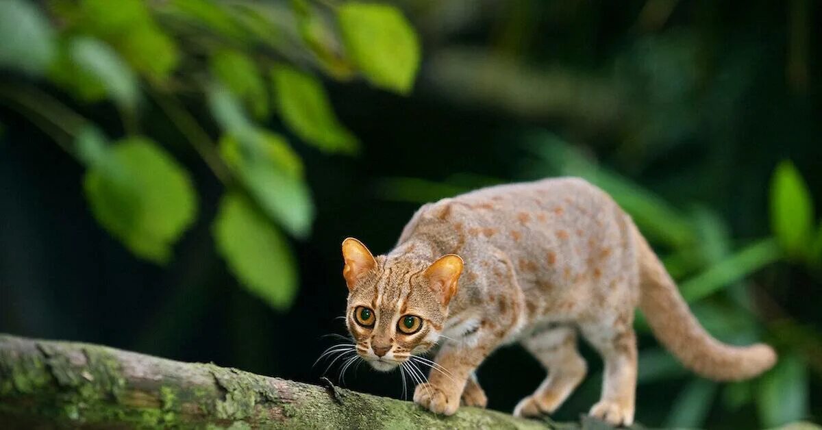 Rusty spotted cat котята. Коты породы сингапур. Ржавая кошка. Ржавая кошка. Пятнисто-рыжая кошка.