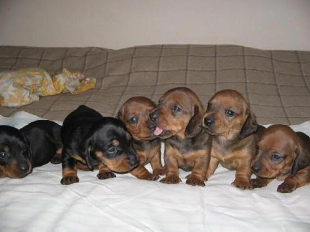 авито тамбовская область такса. такса черная. щенок таксы 6 месяцев. щенки таксы 3 - х недельные. кроличья такса томск.