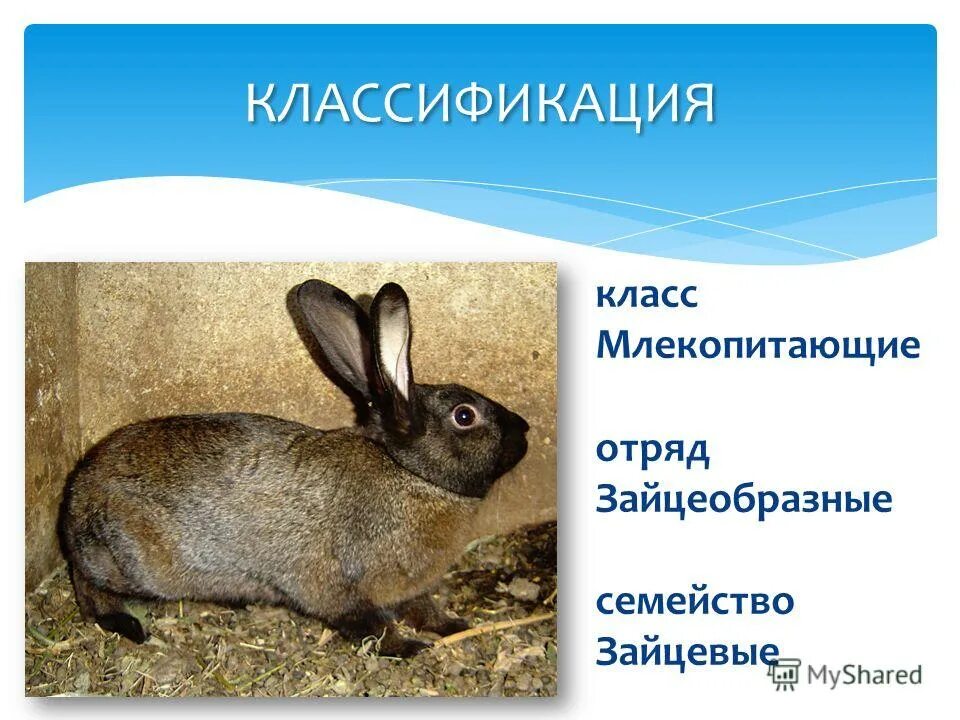 Зайцеобразные сообщение 8 класс. Отряд зайцеобразные кролики. представители отряда зайцеобразных. класс млекопитающие отряд зайцеобразные. отряды млекопитающих грызуны зайцеобразные.