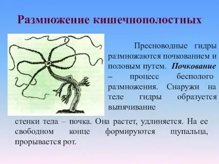 Особенности размножения пресноводной гидры