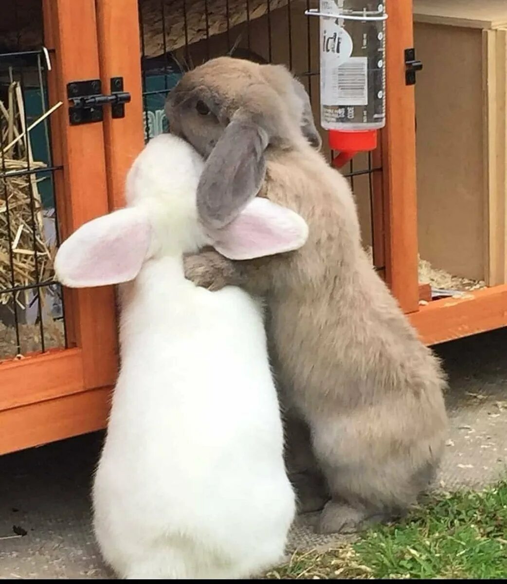 забавный зайчонок. минилоп вислоухий. испуганный заяц. забавный зайчонок. кролики белоухие французские бараны.