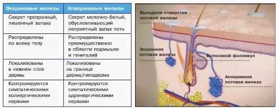 Почему пахнет железом