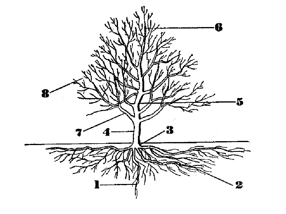 Корневая система абрикоса схема. Корневая система черешни. Строение плодового дерева вишня. Корни абрикоса глубина.