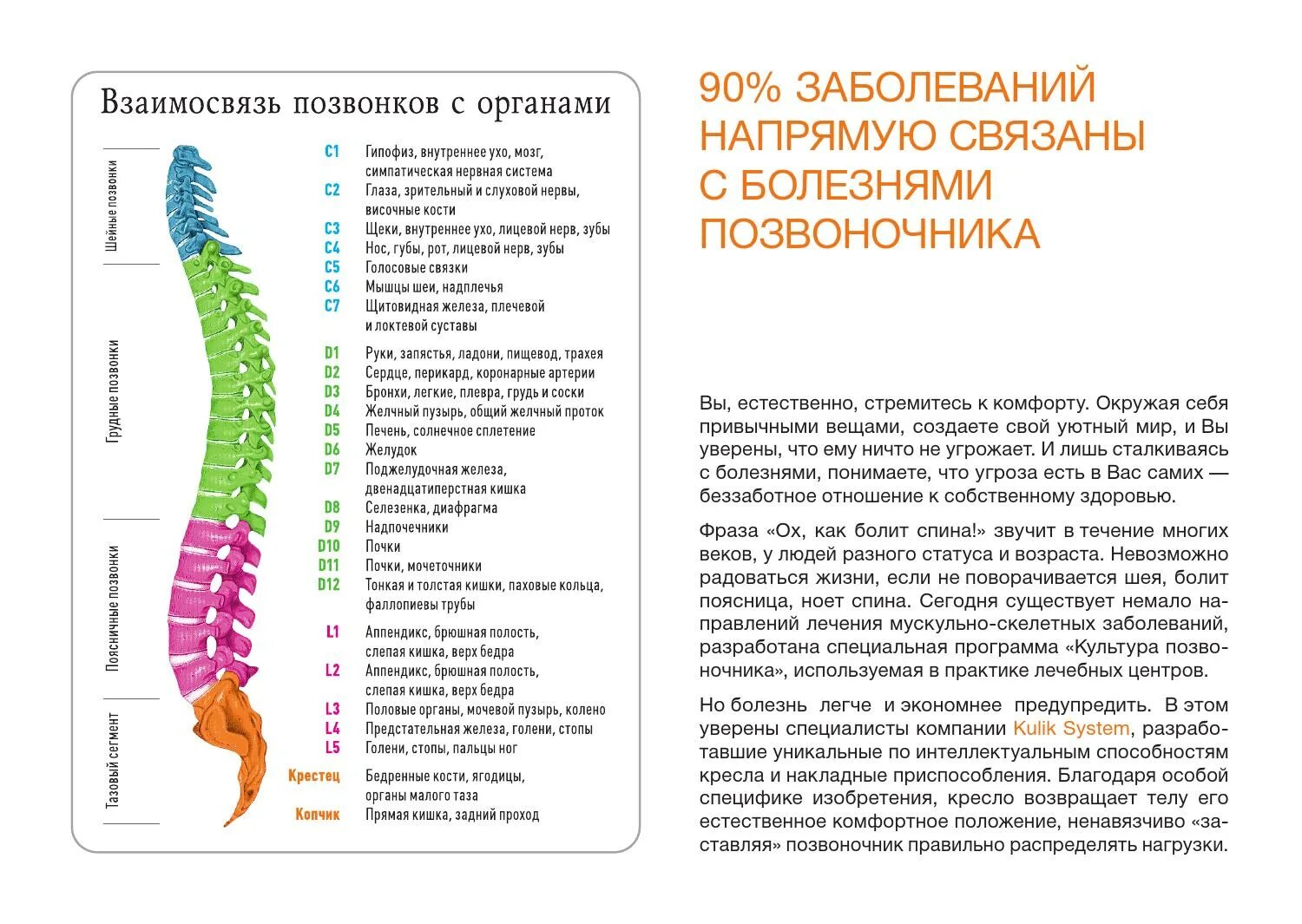 Значение отдела позвоночника. Позвоночник и органы. Позвоночник и внутренние органы. Взаимосвязьпозаонков и внутренних органов. Взаимосвязь позвонков и внутренних органов.