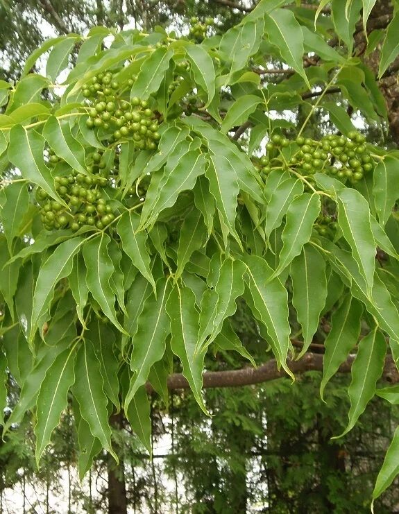 Бархат амурский – phellodendron amurense rupr. Амурский бархат ягоды. Бархат амурский -phellodendron amurense. Бархат амурский. Бархат амурский (phellodendron amurense.