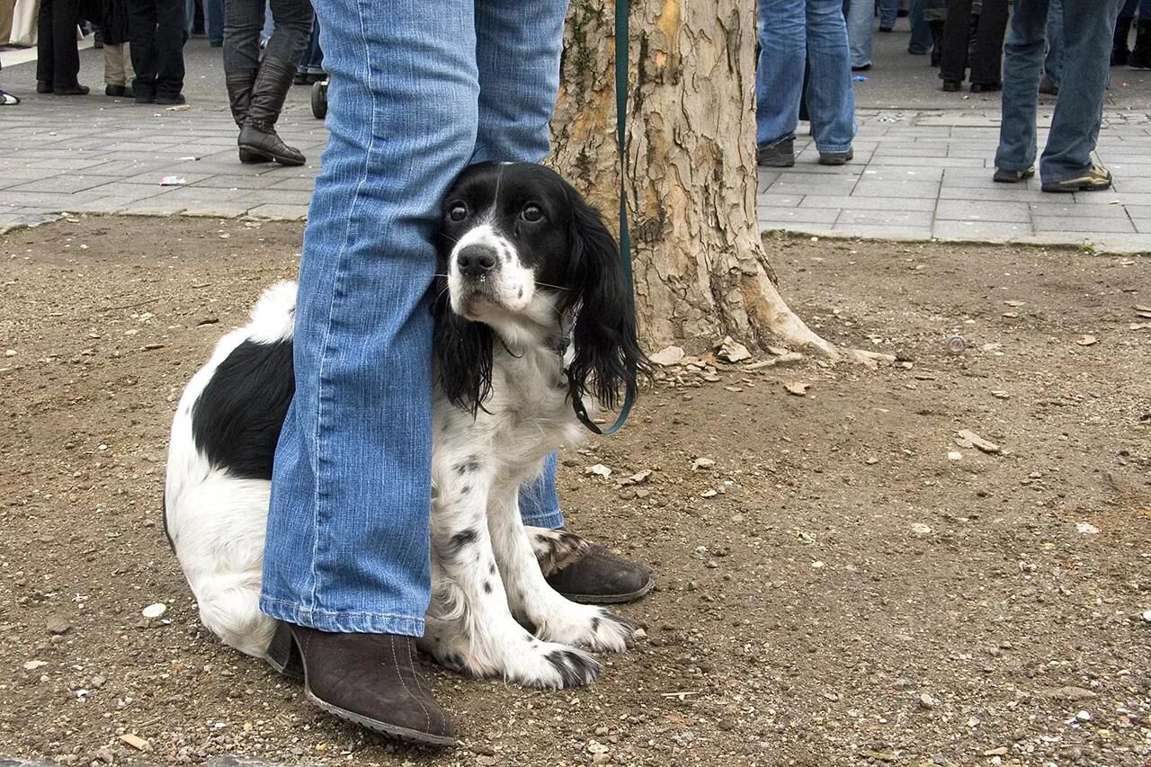 Собака боится улицы что делать. Стресс у собаки. Почему всего боятся собаки. Что делать если ребёнок боится собак. Собака боится улицы что делать.