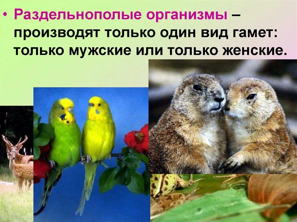 Раздельнополые цветки. Раздельнополые особи. Раздельнополые организмы примеры. Обоеполый цветок биология 6 класс. Раздельнополые примеры.