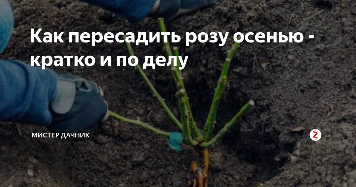 Розы когда лучше сажать весной или осенью. Посадка плетистой розы весной. Саженцы с открытой корневой системой. Посадка роз осенью. Посадка розы в грунт.