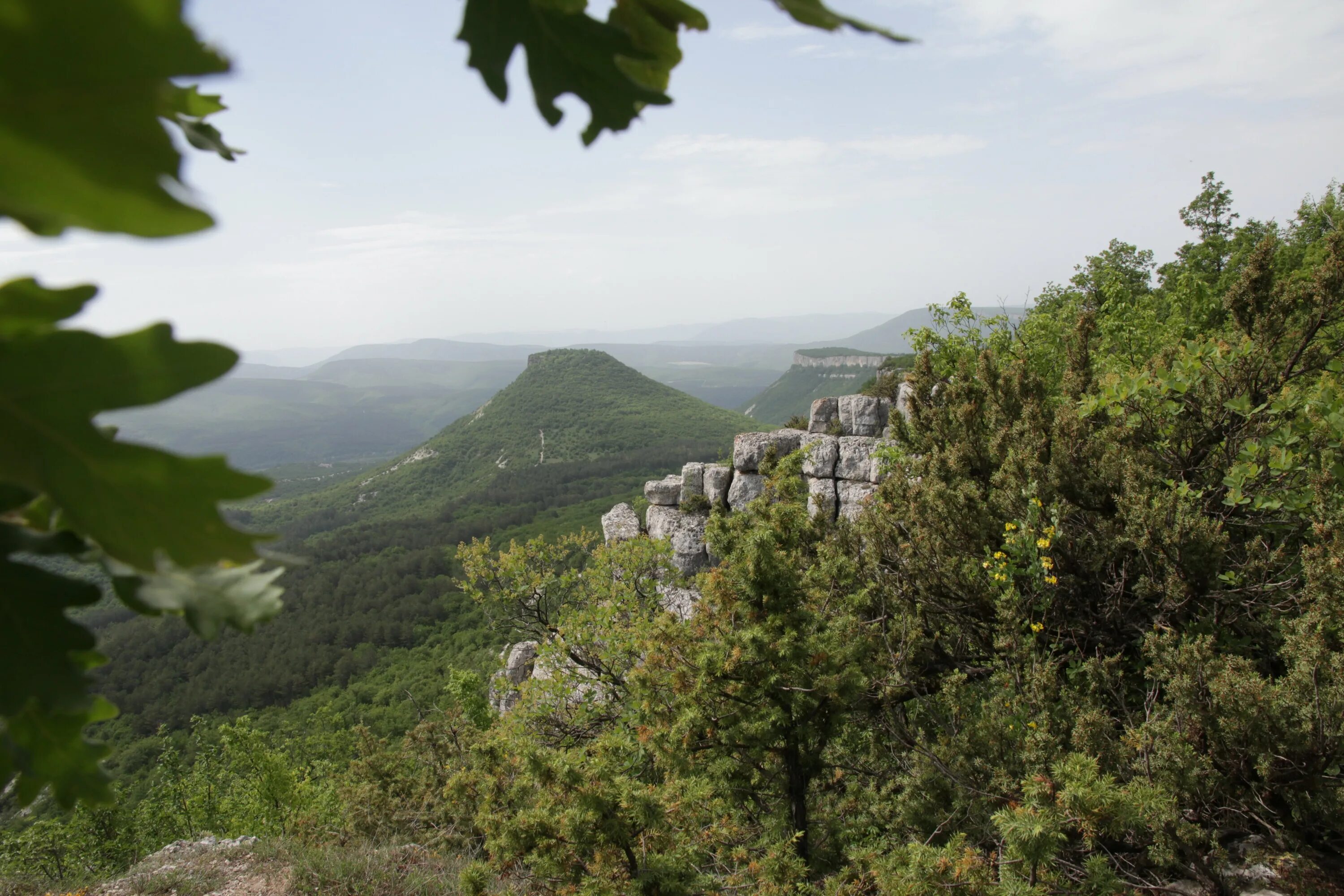 Крымский заповедник Алушта сверху. Горный лес Крым. Крымский лес Алушта.