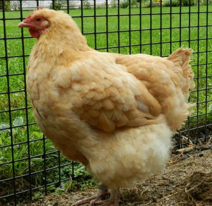 Chicken to go. Farm q порода кур. Куры информация для школьников. Chicken Life. Дома курица очень легкий.