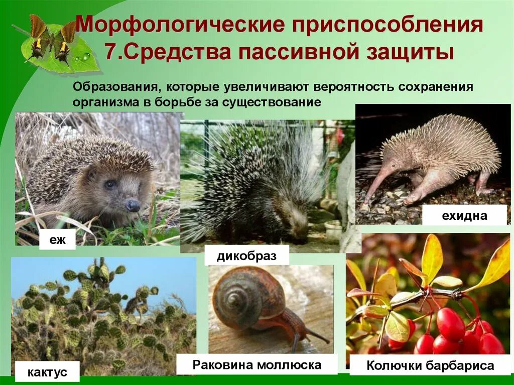 3 примера адаптации животных. Адаптации средства пассивной защиты. морфологические адаптации ежа. морфологические приспособления. пассивная защита у животных.