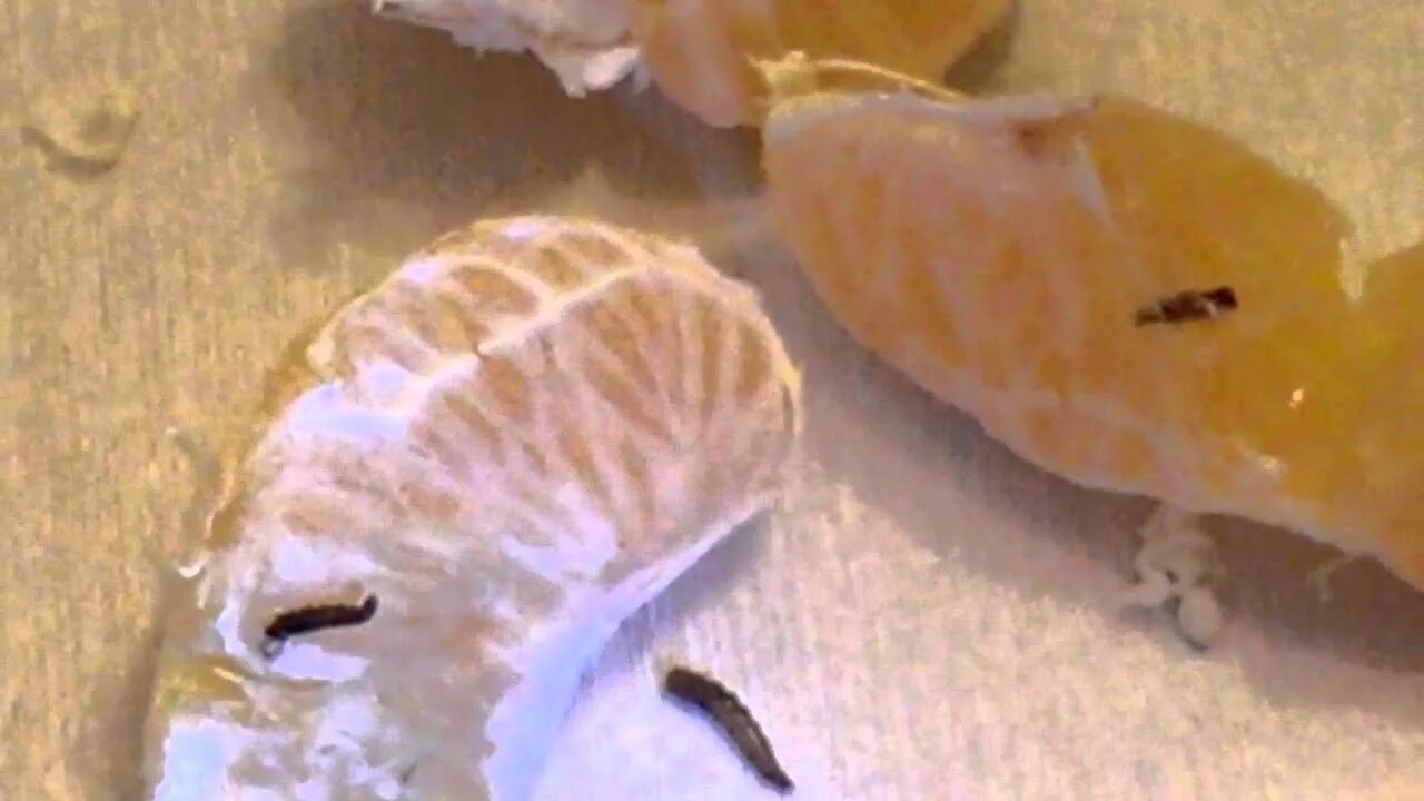 Червяки в мандаринах. Червяки в мандаринах. Червяки в мандаринах. Червяки в мандаринах. Червяки в мандаринах.