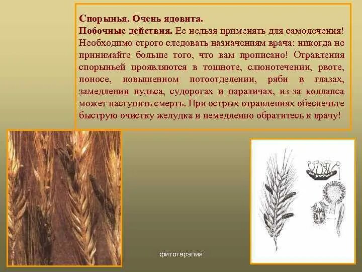5 спорынья. Спорынья (claviceps purpurea tulasne).. спорынья ржи возбудитель. спорынья рожь.