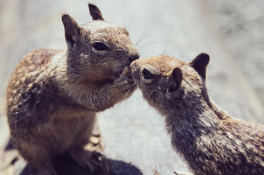 Animal coupling. Животные любовь. Животные парочки. Влюбленные звери. Пара влюбленных животных.