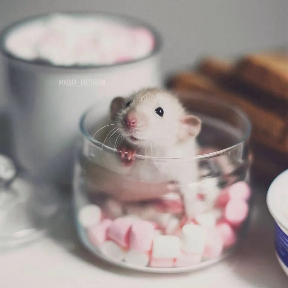 Милые хомячки. Милые мышки. Милый хомяк. Мышь Эстетика. Мышь мило
