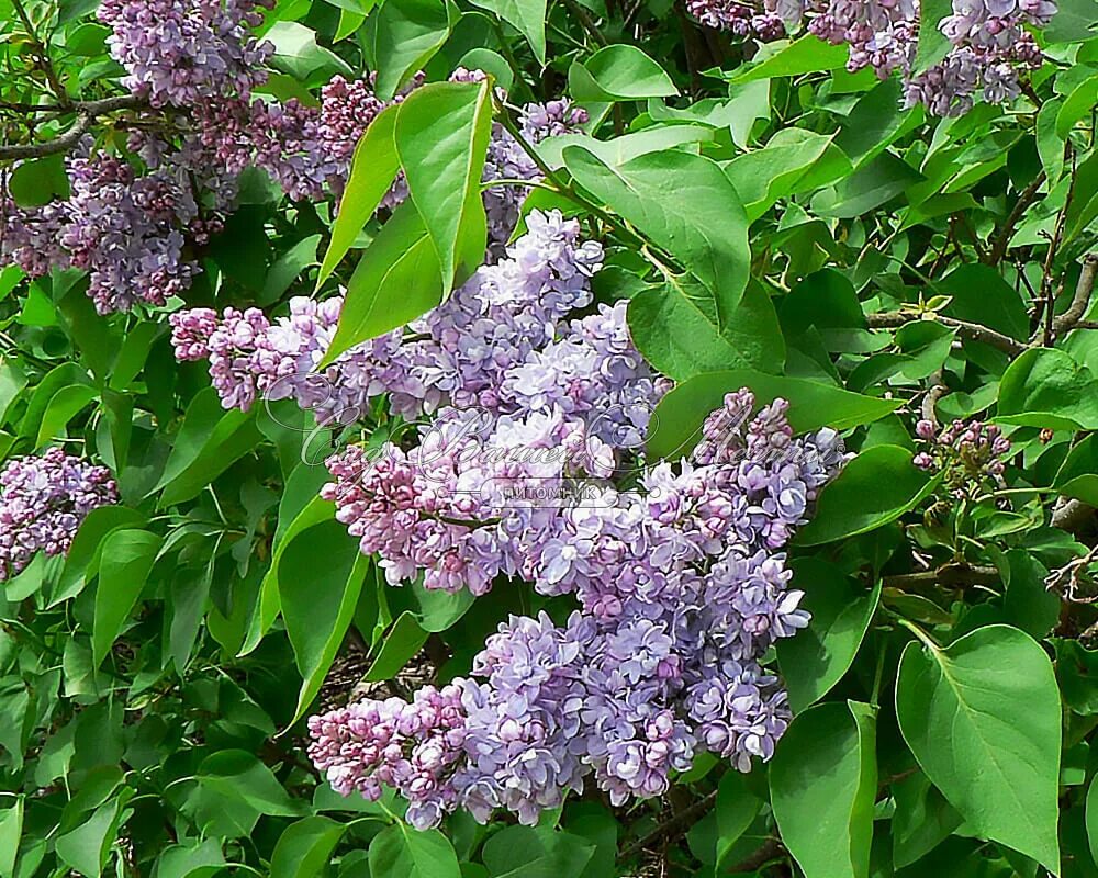 Сирень фото и описание кустарника. Сирень обыкновенная -Syrínga vulgáris. Сирень Syringa vulgaris.