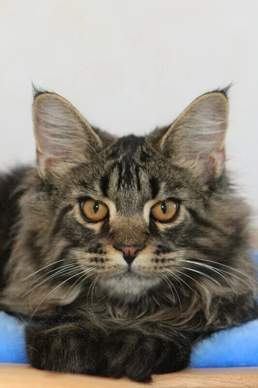 сиамский мейн кун. глаза мейн куна. глаза мейн куна. глаза мейн куна. глаза мейн куна.