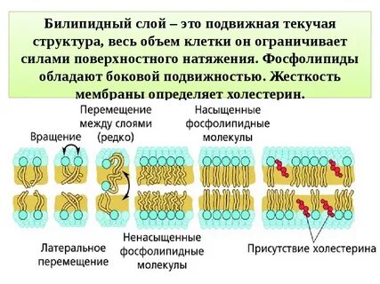 Формируются мембраны клетки