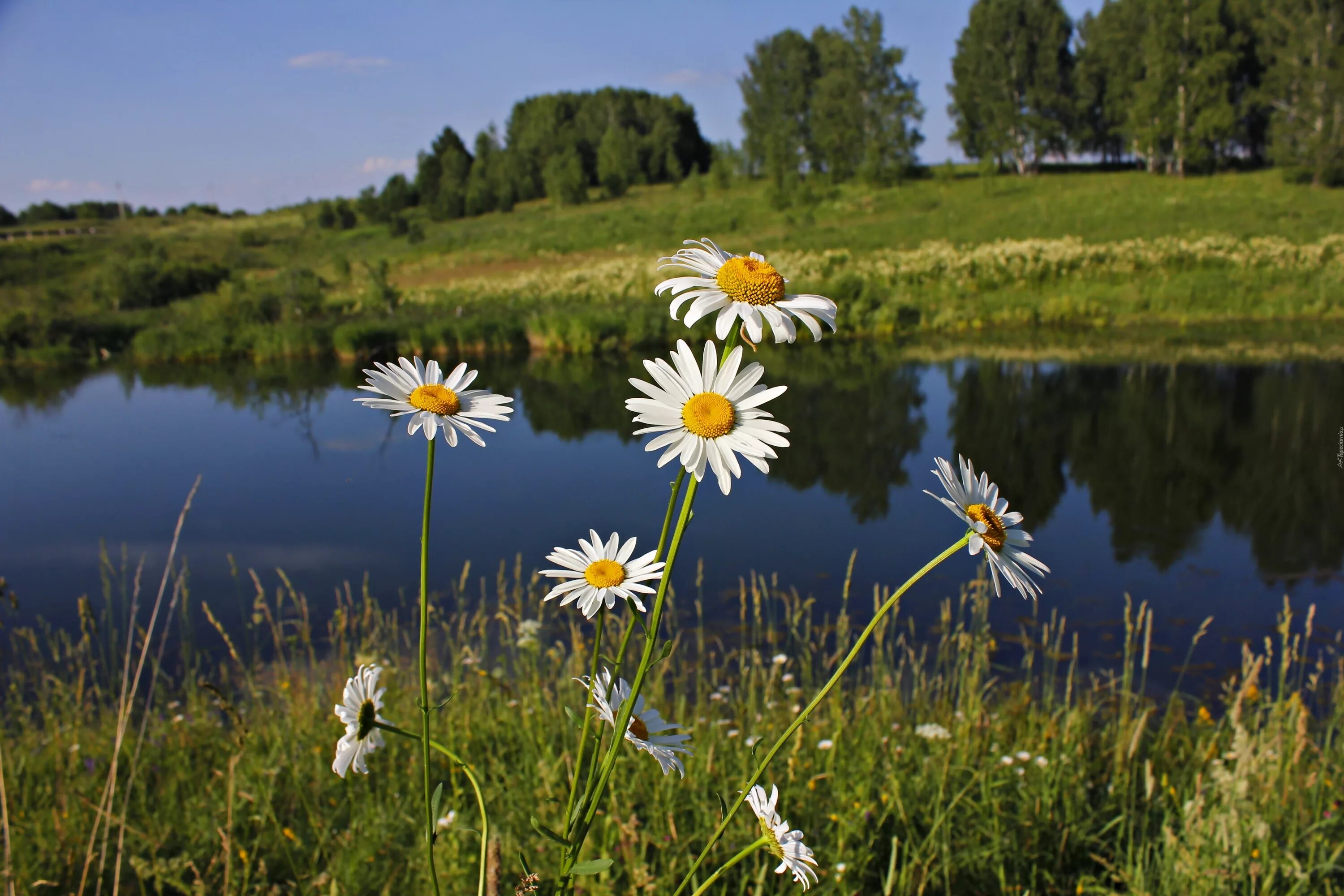 Лето природа. Июнь природа. Природа России лето. Летний пейзаж с ромашками.