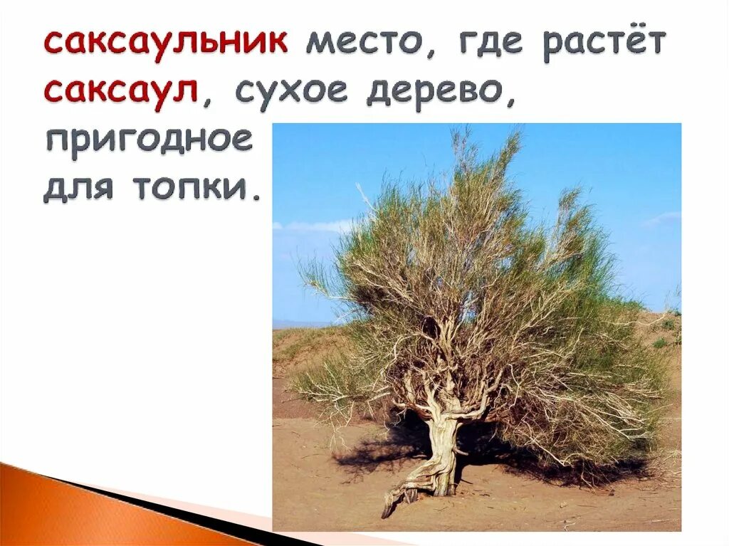 Саксаул где растет природная зона. Дерево саксаул. Саксаул корни. Саксаул где растет. Саксаул животное.